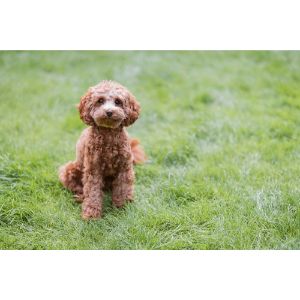 How-To-Choose-a-Cavapoo-In-Florida