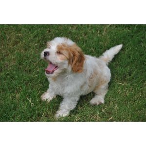 How-To-Choose-a-Cavapoo-In-Illinois