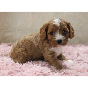 How-To-Choose-a-Cavapoo-In-Maryland