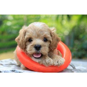 How-To-Choose-a-Cavapoo-In-New-Jersey