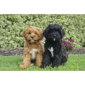 How-To-Choose-a-Cavapoo-In-Ohio