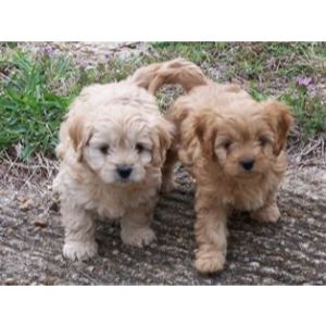 How-To-Choose-a-Cavapoo-In-Texas
