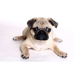 How-To-Choose-a-Pug-Puppies-Breeder-In-California