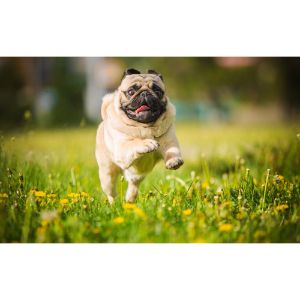 How-To-Choose-a-Pug-Puppies-Breeder-In-Colorado