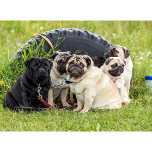 How-To-Choose-a-Pug-Puppies-Breeder-In-Illinois