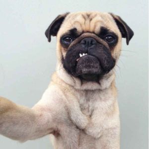 How-To-Choose-a-Pug-Puppies-Breeder-In-Maryland