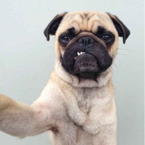 How-To-Choose-a-Pug-Puppies-Breeder-In-Maryland