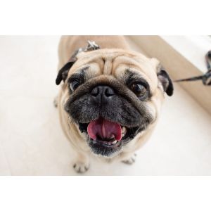 How-To-Choose-a-Pug-Puppies-Breeder-In-Ohio