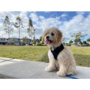 How-To-Know-If-Your-Cavapoo-Is-Growing-Normally