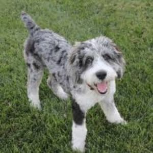 How-To-Minimize-Aussiedoodle-Shedding