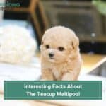 Interesting-Facts-About-The-Teacup-Maltipoo-template