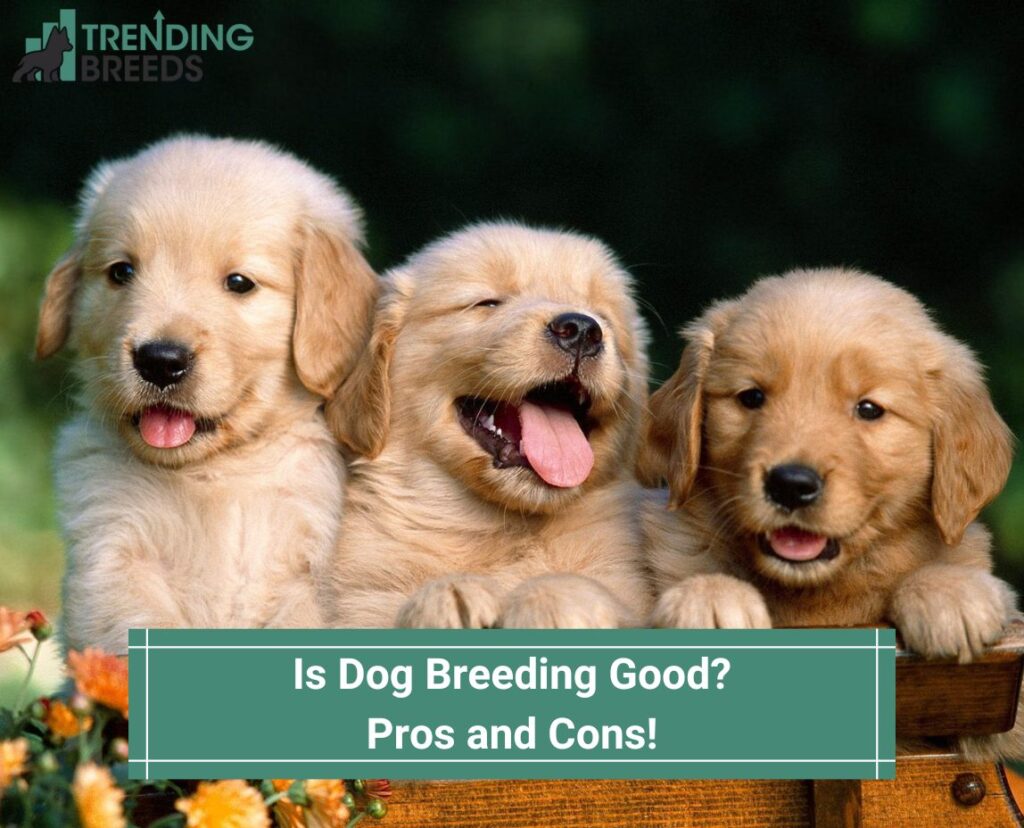 Is-Dog-Breeding-Good-Pros-and-Cons-template