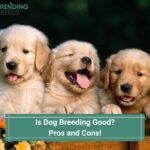 Is Dog Breeding Good? Pros and Cons! (2023)