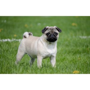 LCP-Spirit-MNT-Pugs-Mastiffs