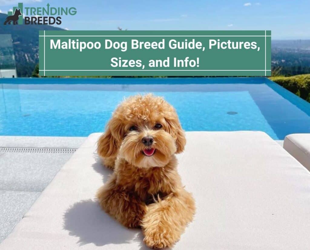 Maltipoo Dog Breed Guide