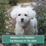 Maltipoo-For-Adoption-Top-Rescues-In-The-USA-template