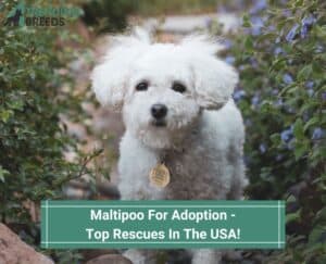 Maltipoo-For-Adoption-Top-Rescues-In-The-USA-template