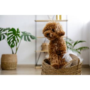 Maltipoo-Temperament-and-Training