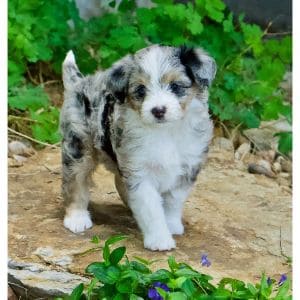 Mini-Aussiedoodle-Colors