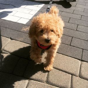 Norcal-Poodle-Rescue