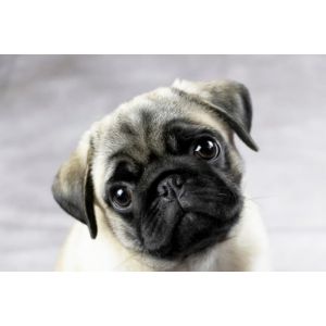 Pug-Breeders-In-Colorado