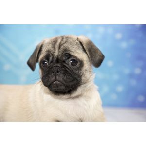 Pug-Breeders-In-Indiana