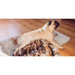 Pug-Breeders-In-Massachusetts