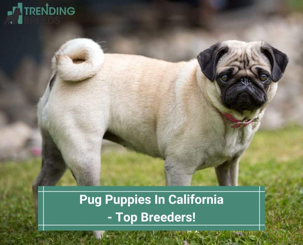 Pug-Puppies-In-California-Top-Breeders-template