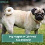 Pug-Puppies-In-California-Top-Breeders-template