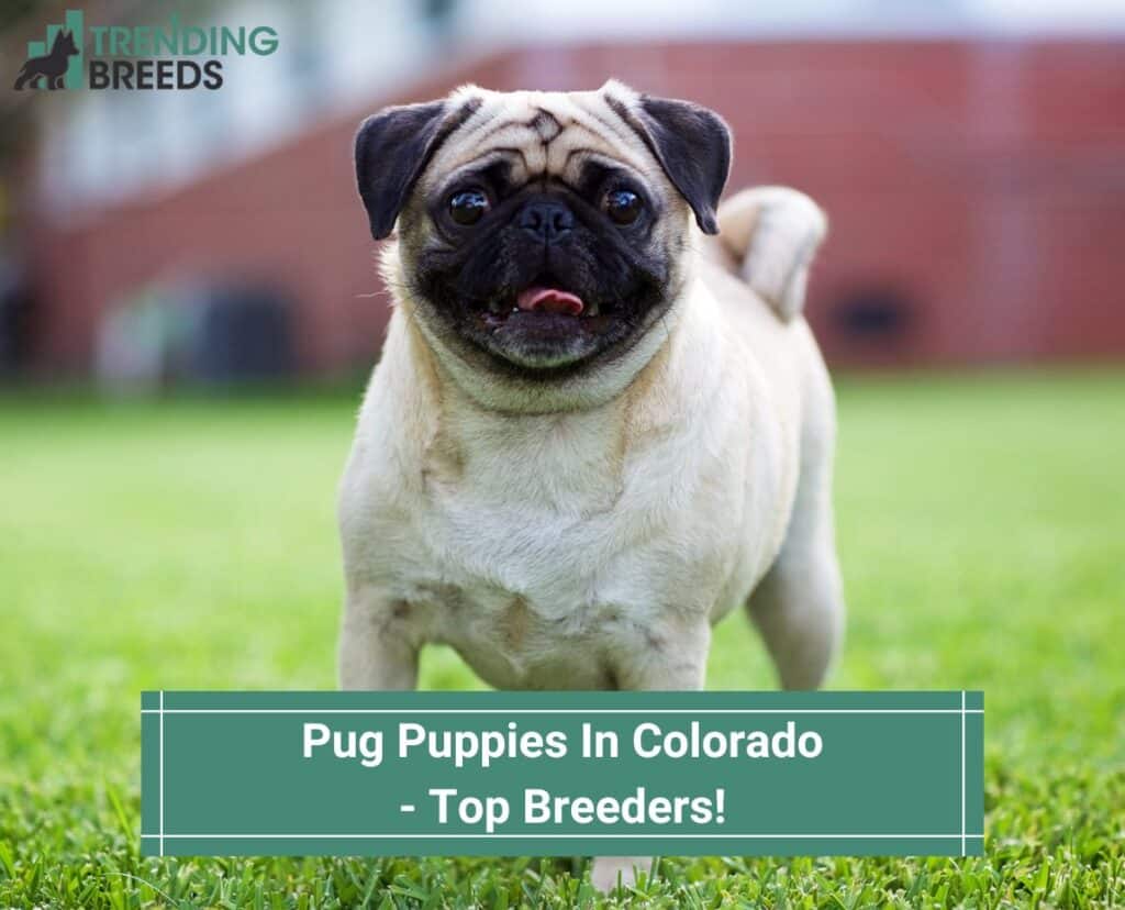 Pug-Puppies-In-Colorado-Top-Breeders-template