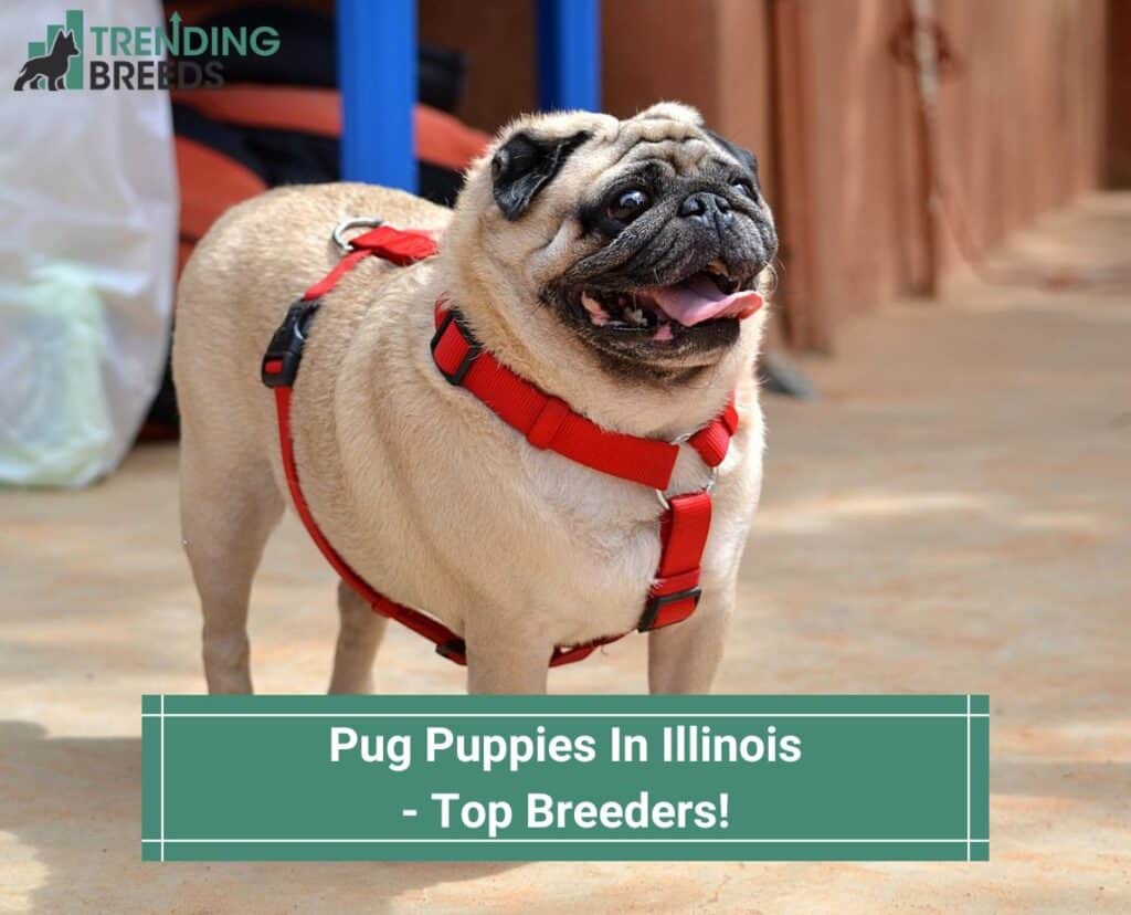 Pug-Puppies-In-Illinois-Top-Breeders-template