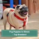 Pug-Puppies-In-Illinois-Top-Breeders-template
