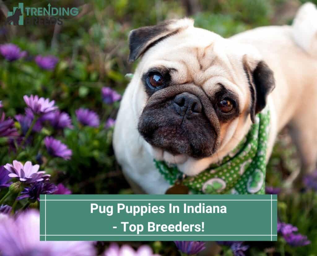 Pug-Puppies-In-Indiana-Top-Breeders-template