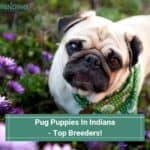 Pug-Puppies-In-Indiana-Top-Breeders-template