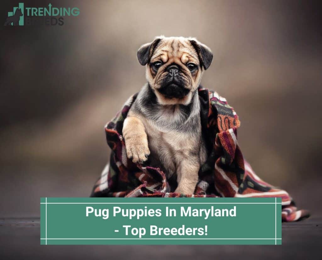 Pug-Puppies-In-Maryland-Top-Breeders-template