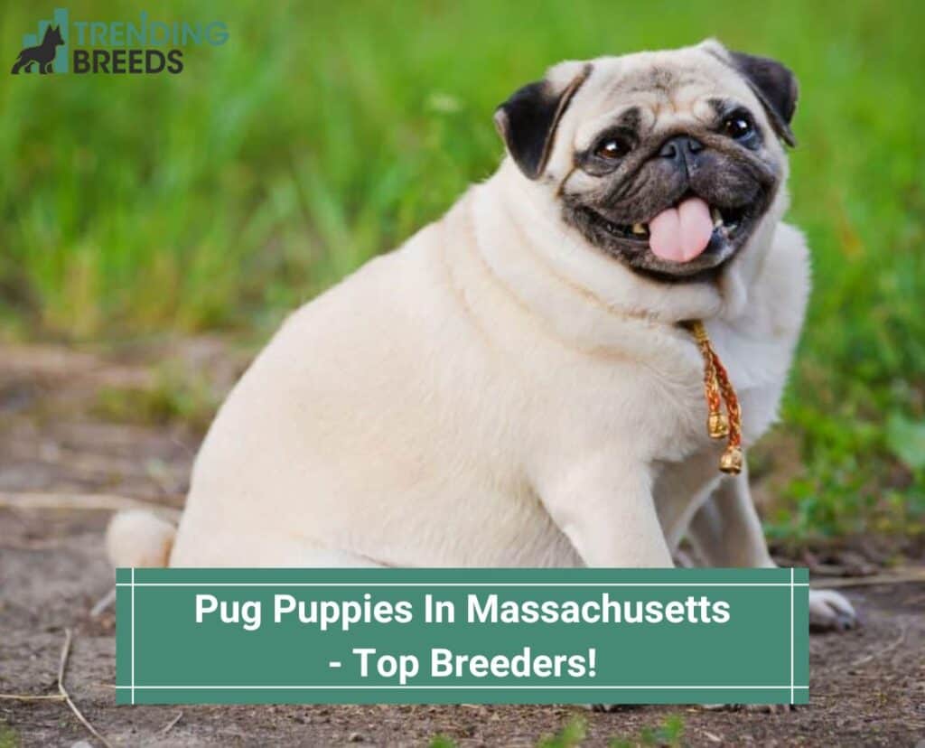 Pug-Puppies-In-Massachusetts-Top-Breeders-template