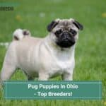 Pug-Puppies-In-Ohio-Top-Breeders-template