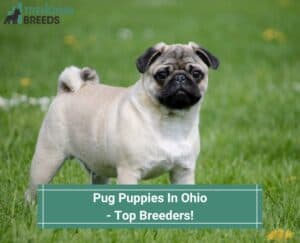 Pug-Puppies-In-Ohio-Top-Breeders-template