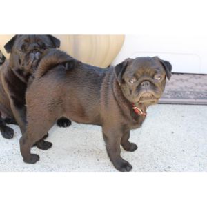 Pug-Puppy-Breeder-of-Boston