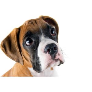 Reasons-Why-Boxer-Dogs-Grind-Their-Teeth