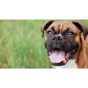Related-Questions-boxer-dog
