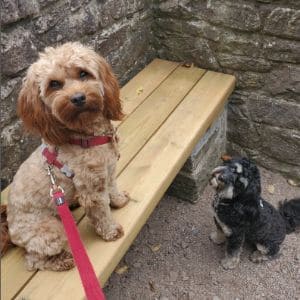 Signs-You-May-Be-Allergic-To-Your-Cavapoo