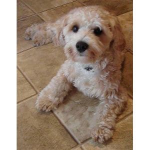 Somerset-Cottage-Poodle-Rescue