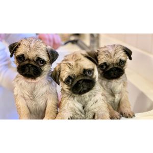 Sweet-Pugs-2-Love