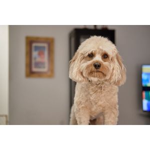 The-Cavapoo-Is-An-Excellent-Dog