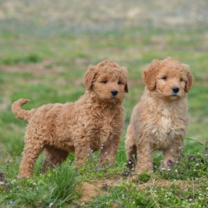 Twin-Creek-Puppies