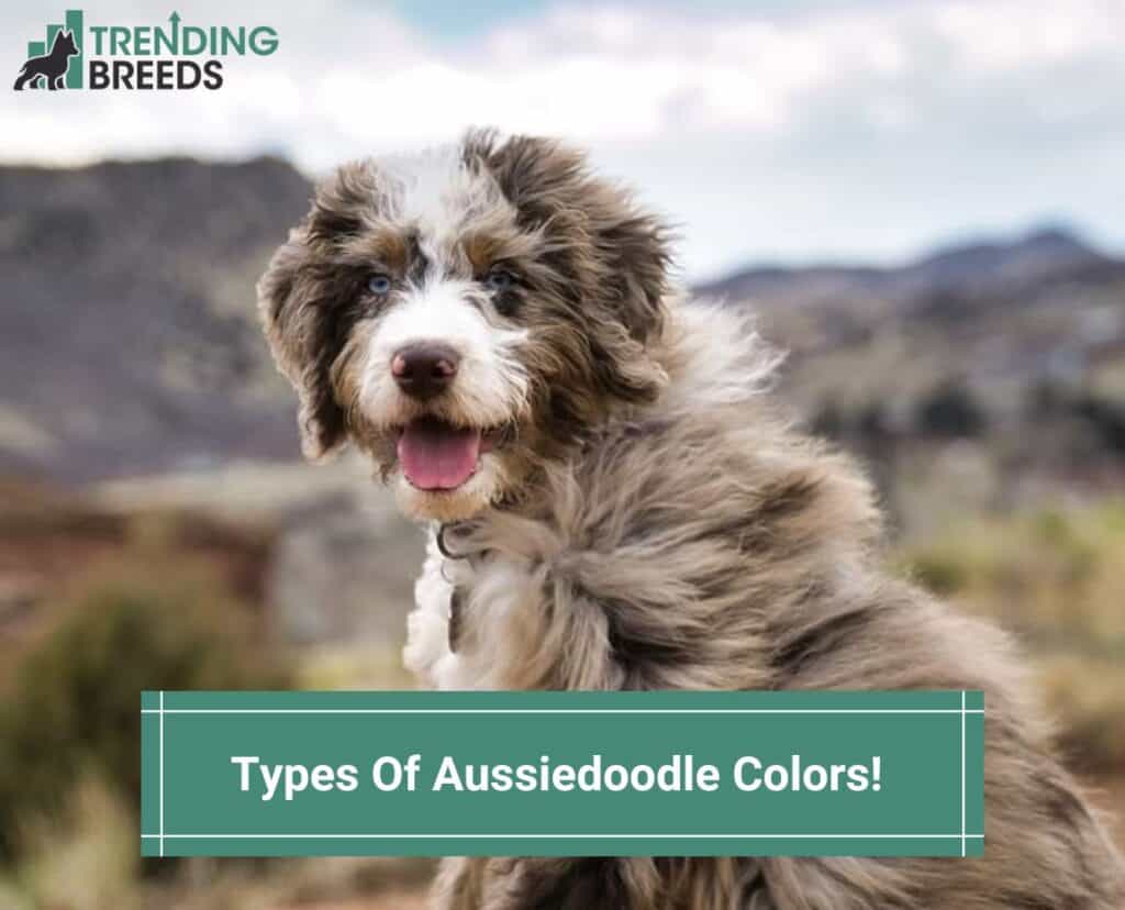 Types-Of-Aussiedoodle-Colors-template