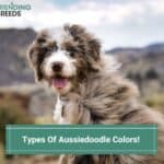 Types Of Aussiedoodle Colors - With Tons Of Pictures! (2023)