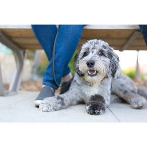 Types-Of-Aussiedoodle-Colors
