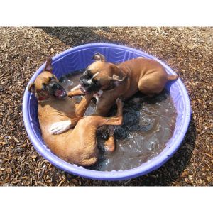 Water-Safety-Tips-For-Boxer-Dogs